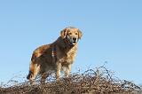 GOLDEN RETRIEVER 034